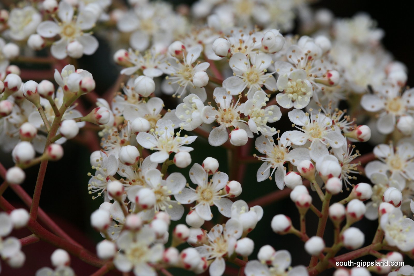 australiannativefloweringplants (28) South Gippsland Victoria