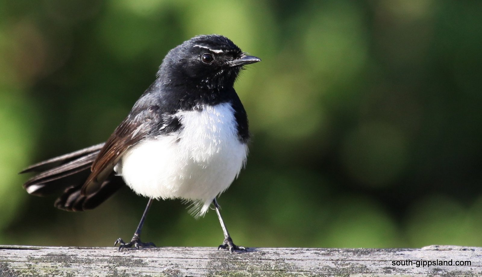 native-australian-birds-south-gippsland-victoria-australia