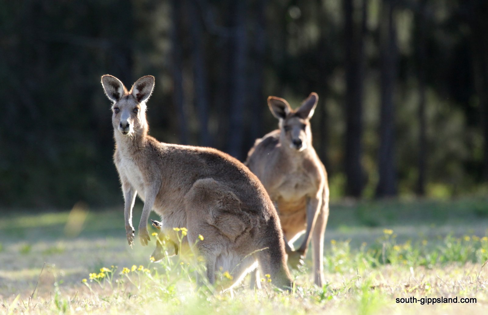 Native Australian Wildlife South Gippsland - Victoria - Australia