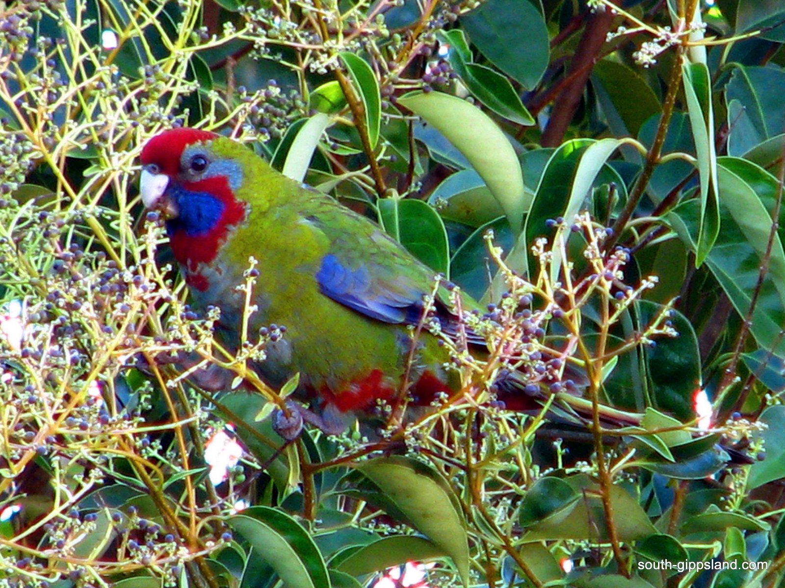 Native Australian Birds South Gippsland - Victoria - Australia