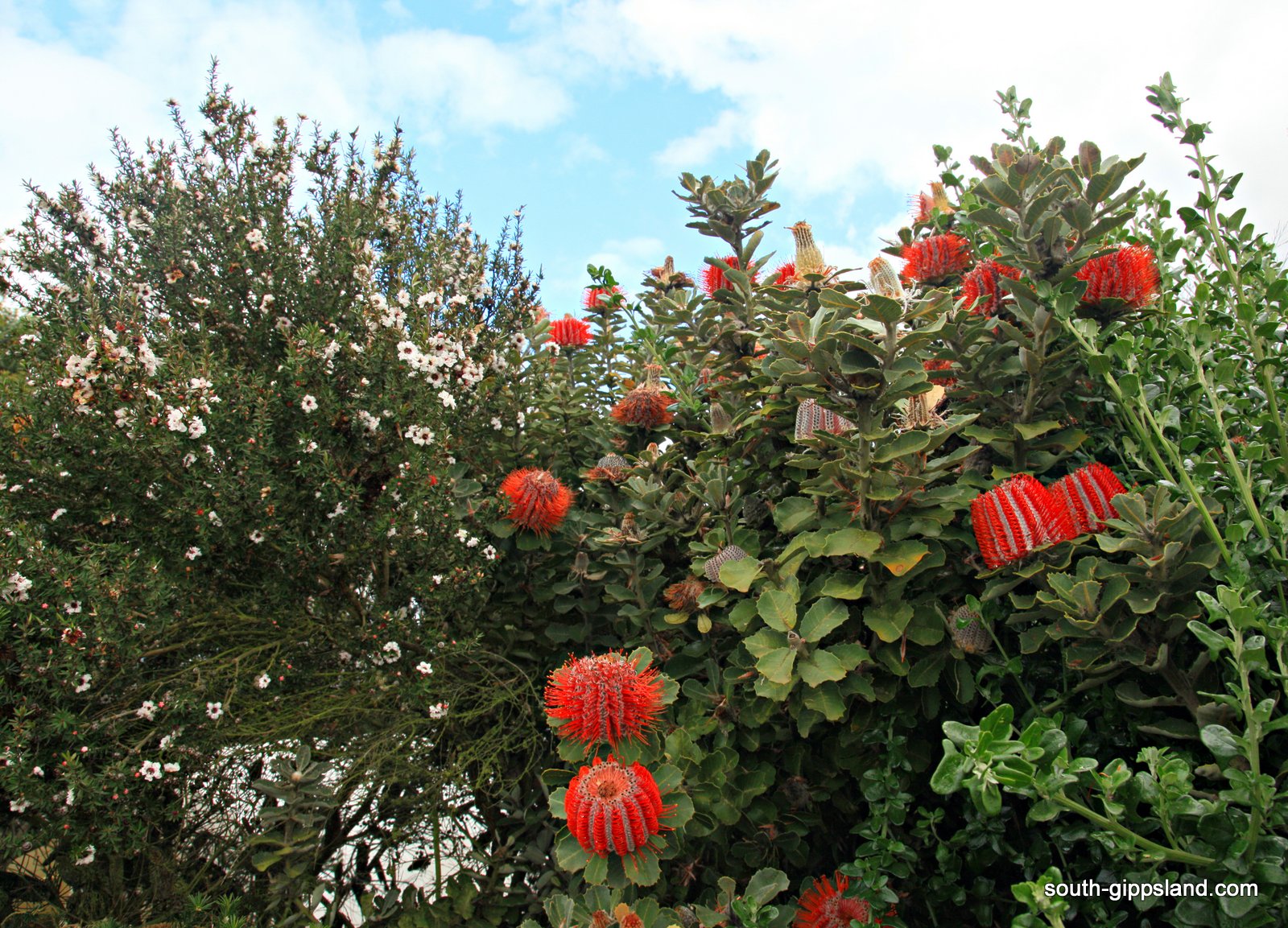 Native Plant Nursery South Gippsland Victoria Australia