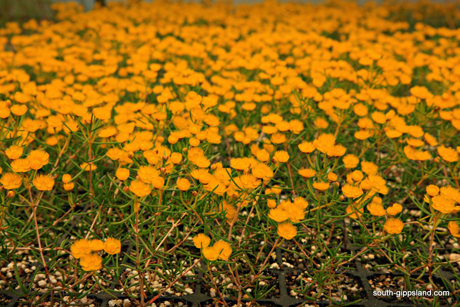 Native Plant Nursery South Gippsland Victoria Australia