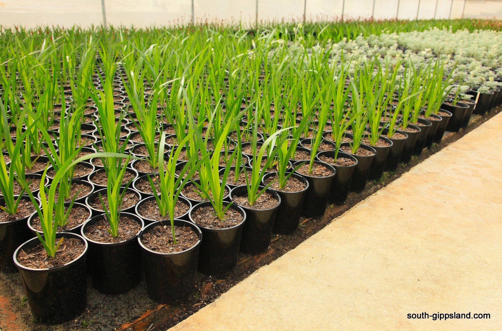 Native Plant Nursery South Gippsland Victoria Australia