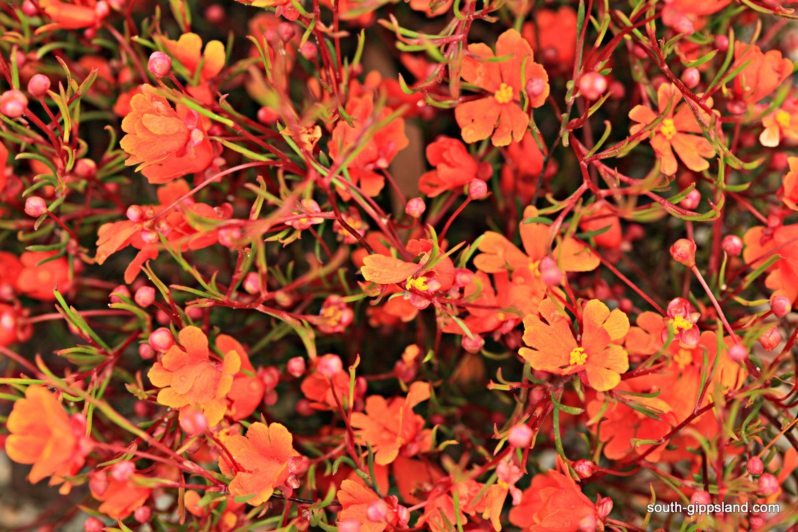 Native Plant Nursery South Gippsland Victoria Australia