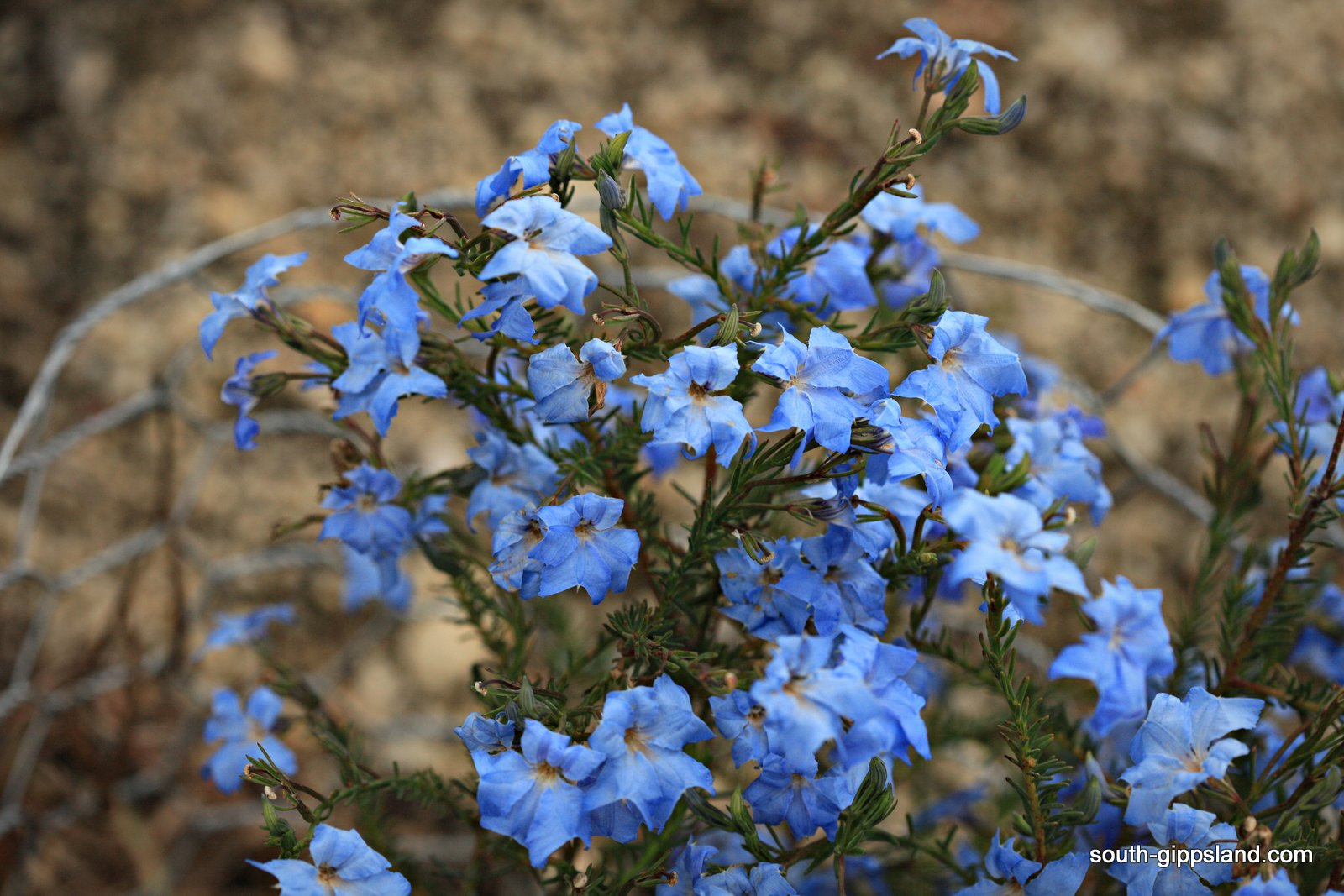 Native Plant Nursery South Gippsland Victoria Australia