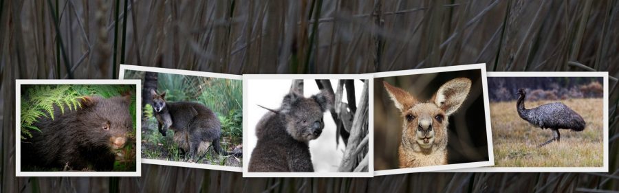 native-australian-wildlife-collages