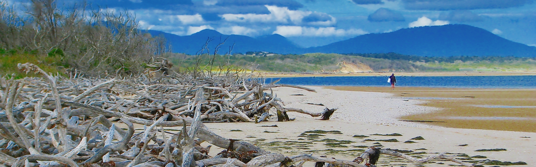 shallowinletdriftwoodwalkingonthebeach South Gippsland Victoria